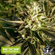 RooR Seeds i3 ROOR Citrus Smoothie